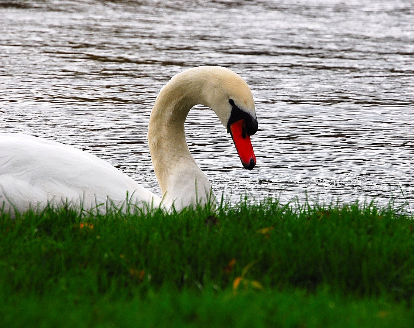 Cygne.