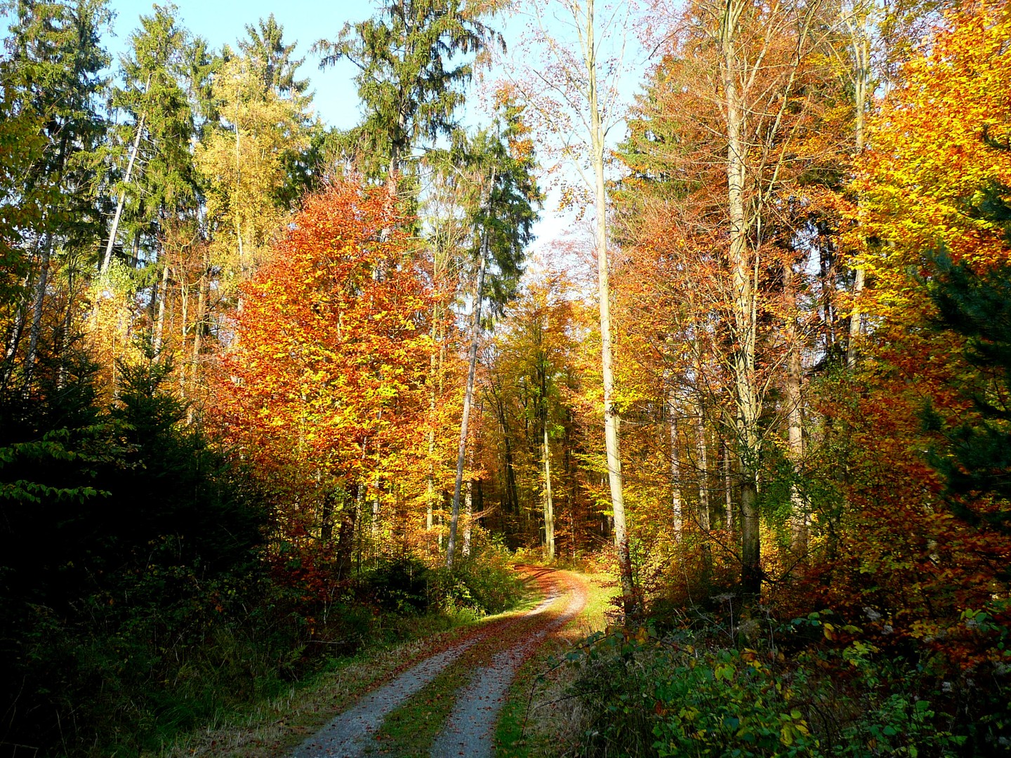 Herbstwald