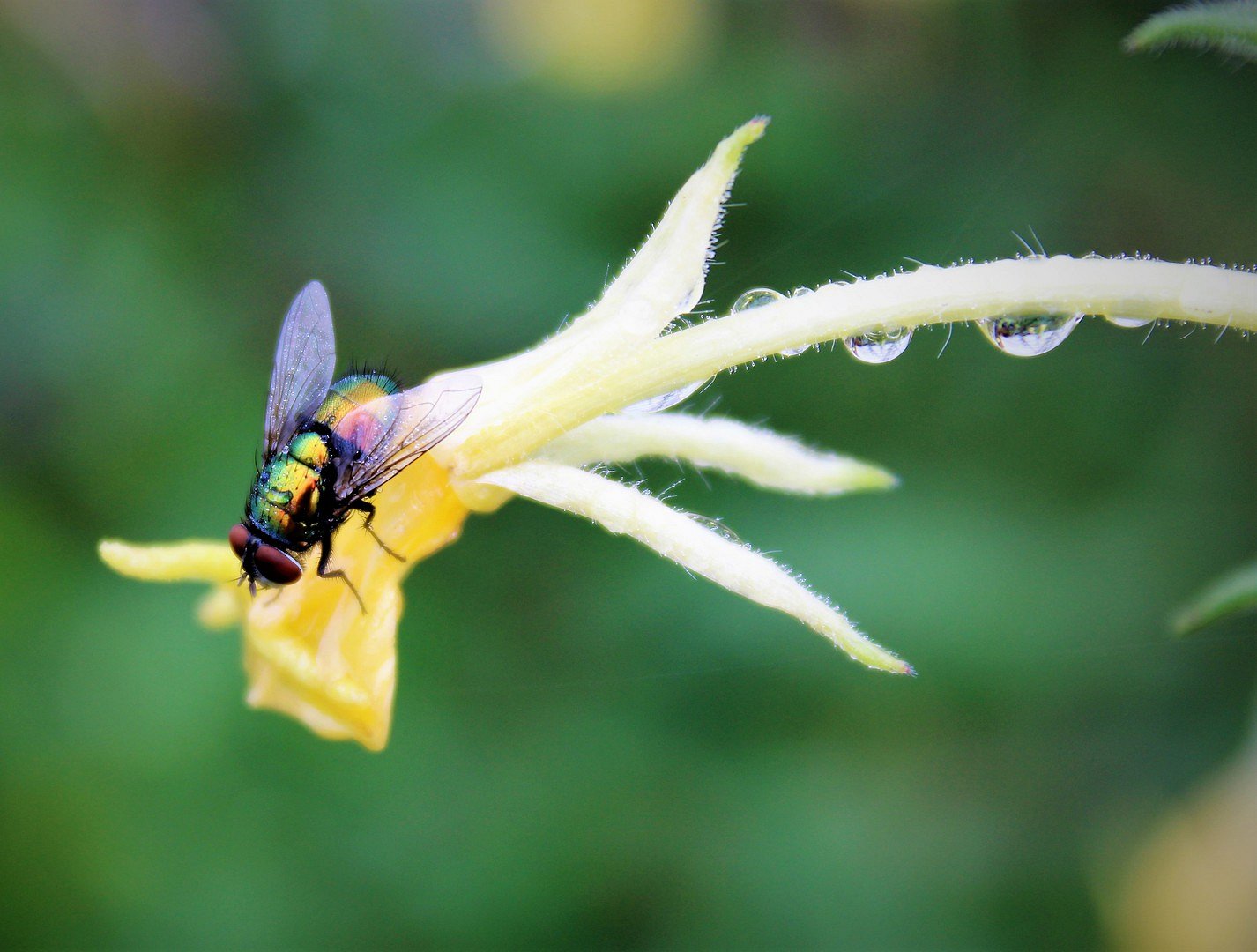 Trippy Fly