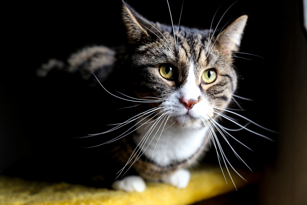 Nochmal Sonne genießen, bevor es Winter wird denkt Kater Titus!