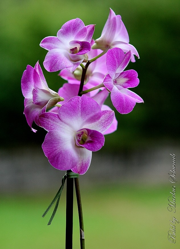 Orchidee Dendrobium
