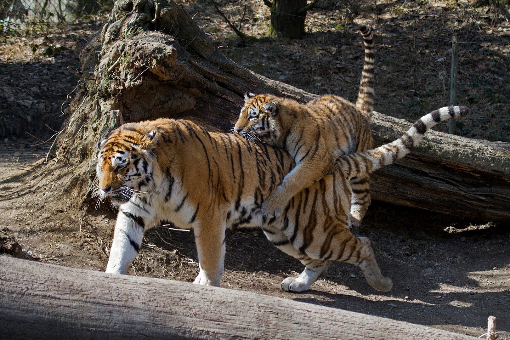 Tiger Rodeo im Zoo Zürich