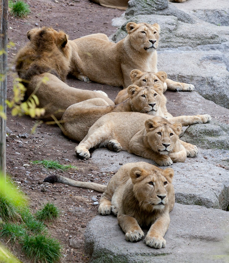 Nur der Boss schaut nicht hin!