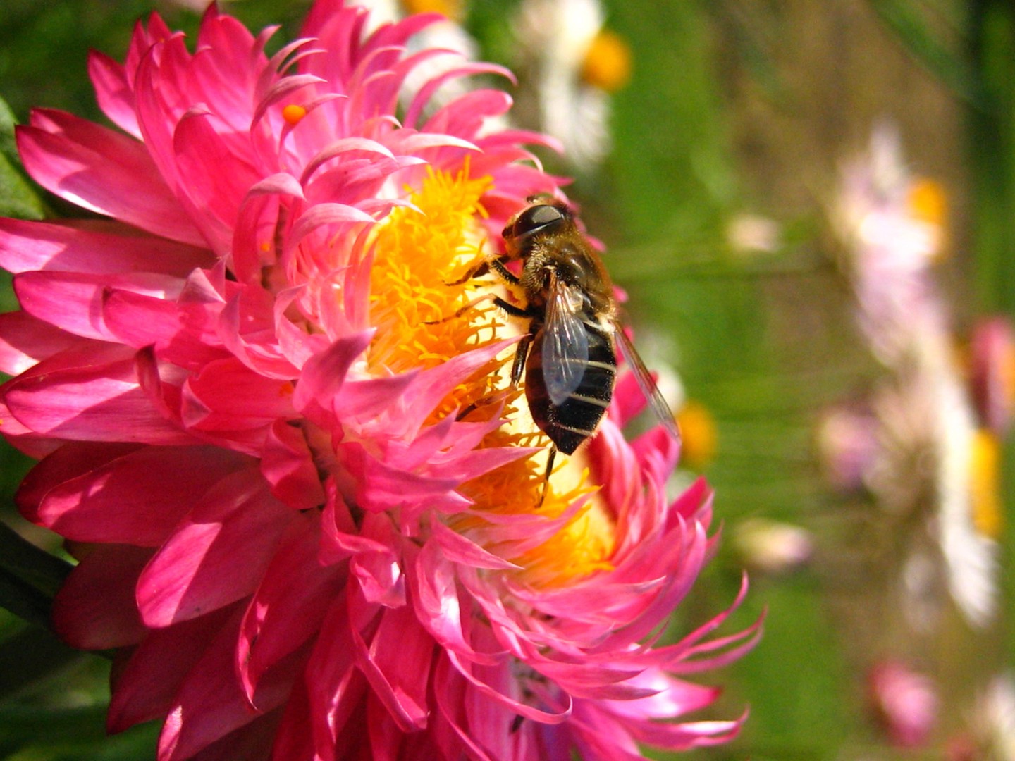 Strohblume