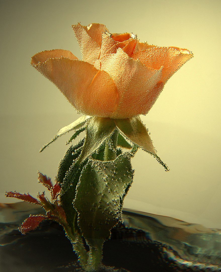 Rose unter Wasser