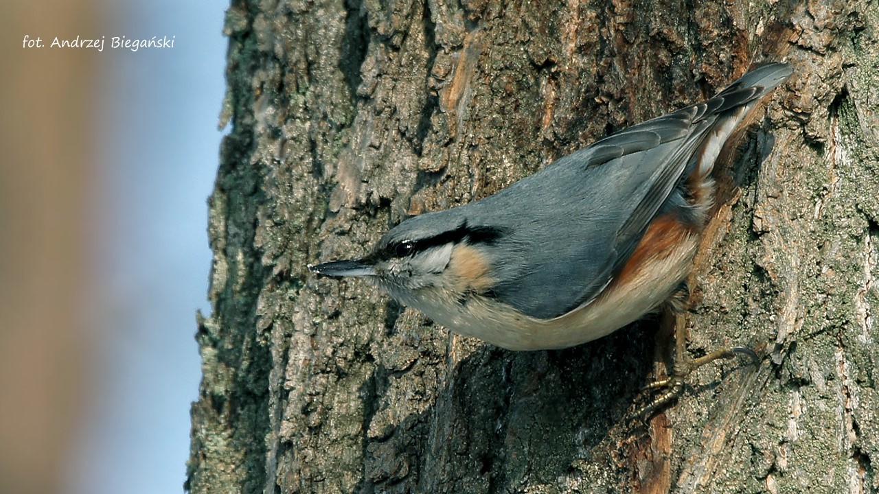 Nuthatch avis - Kleiber Vogel
