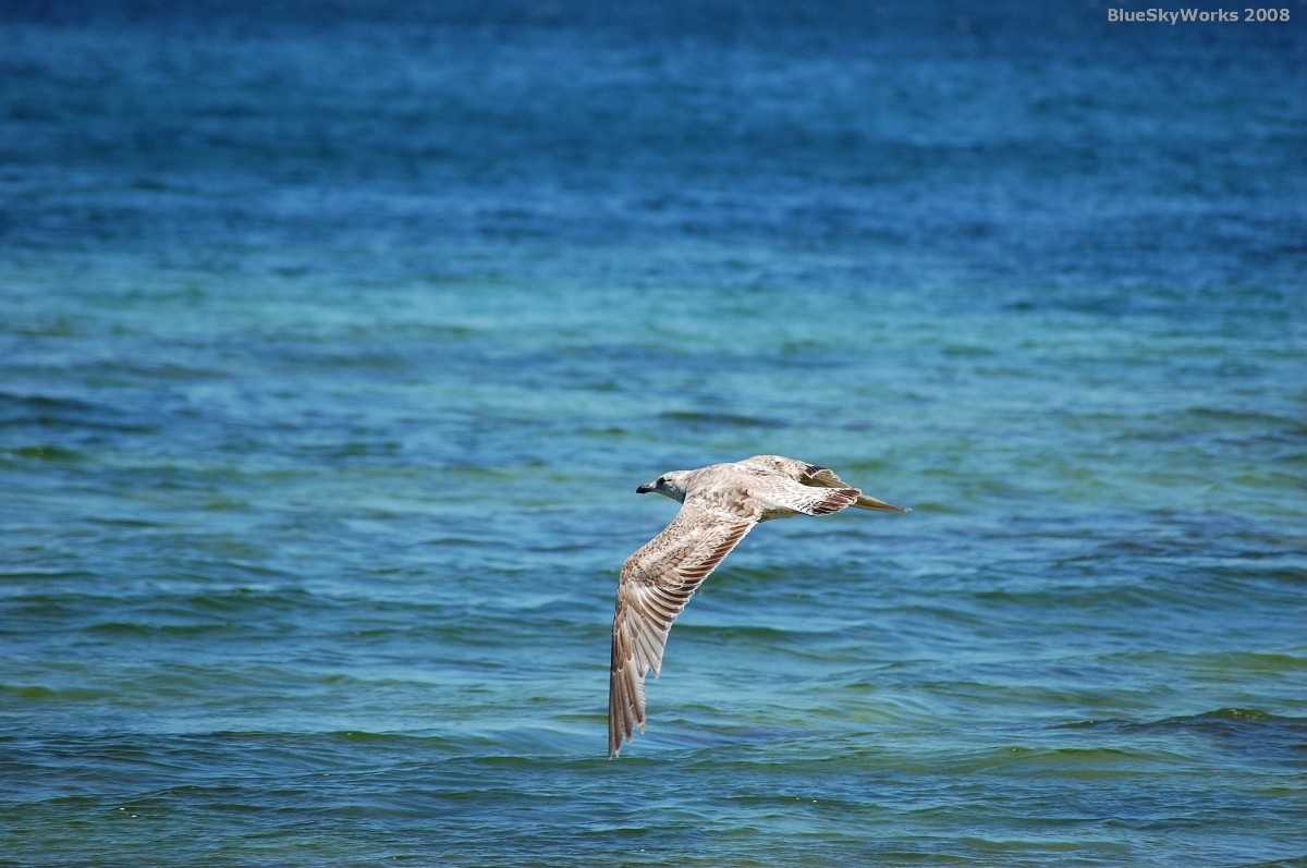 Sail away and live your dreams...