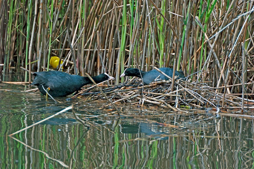 Wir bauen uns ein Nest