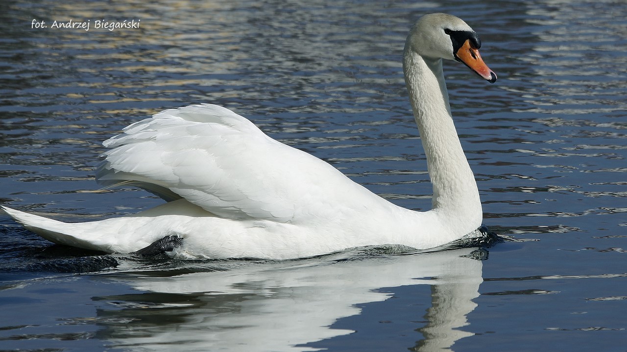 Schwan