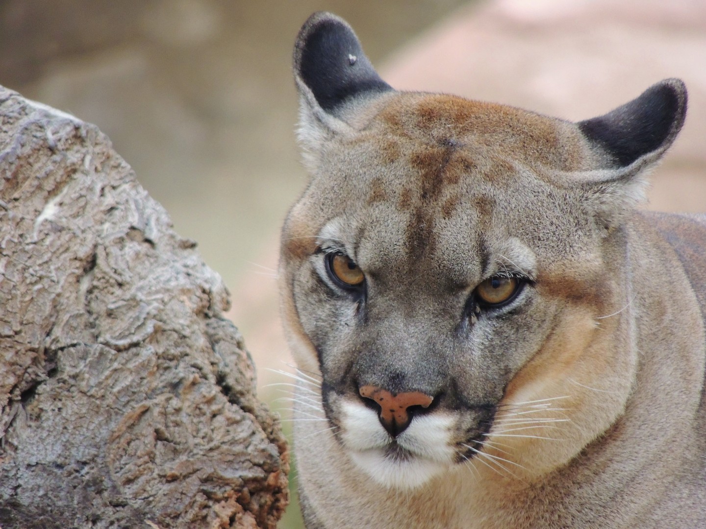Not amused