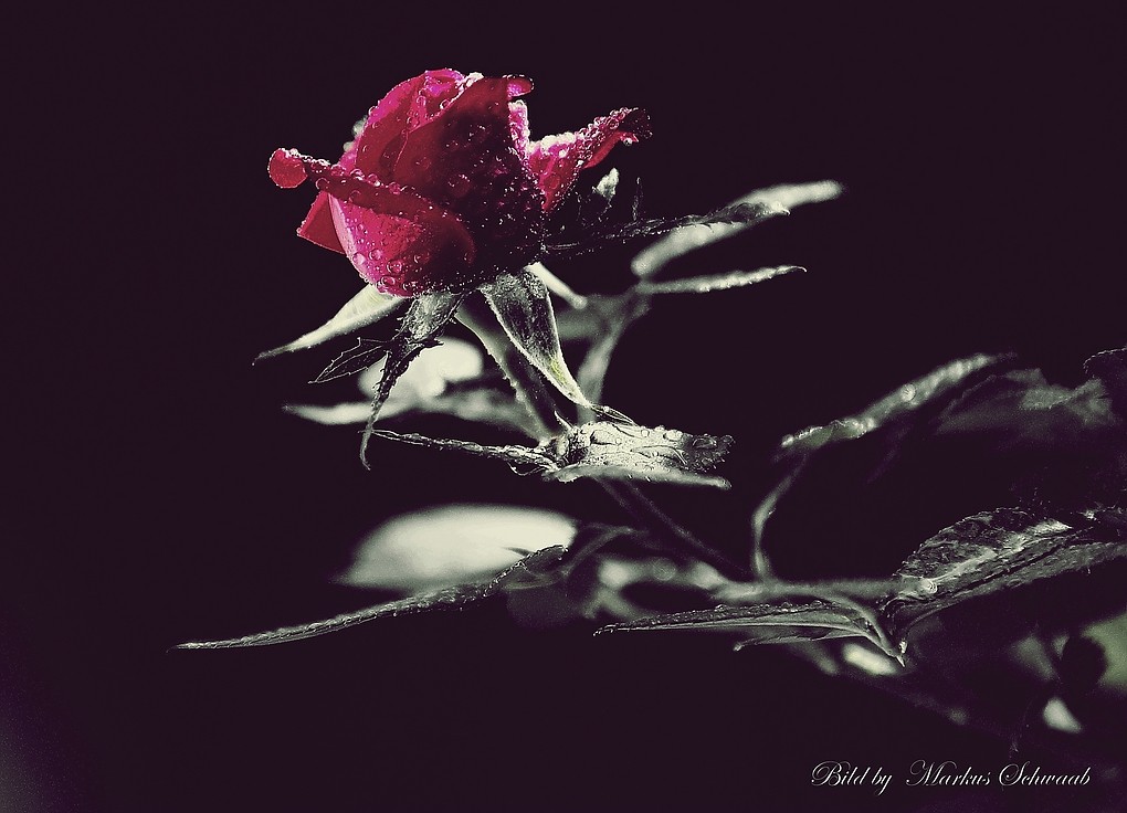 Rose im Regen