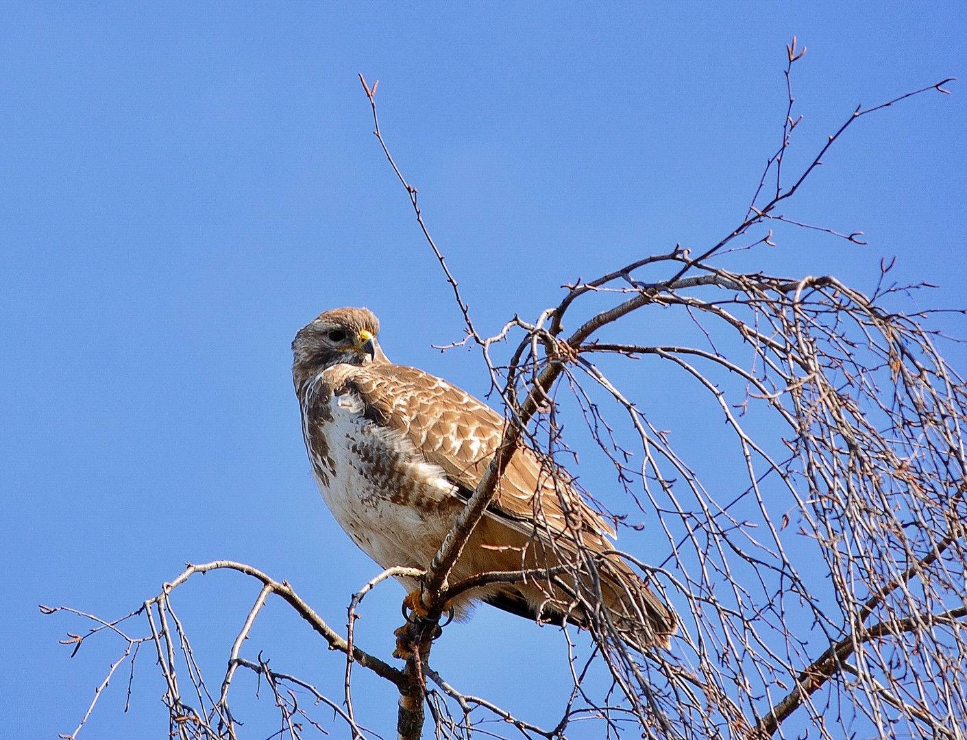 Mäusebussard
