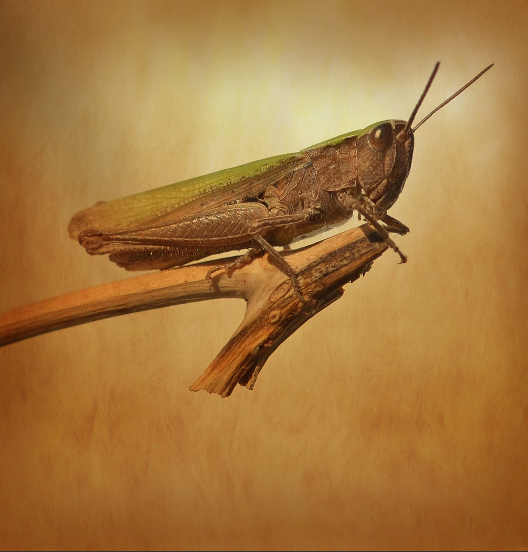 Wiesenheuschrecke