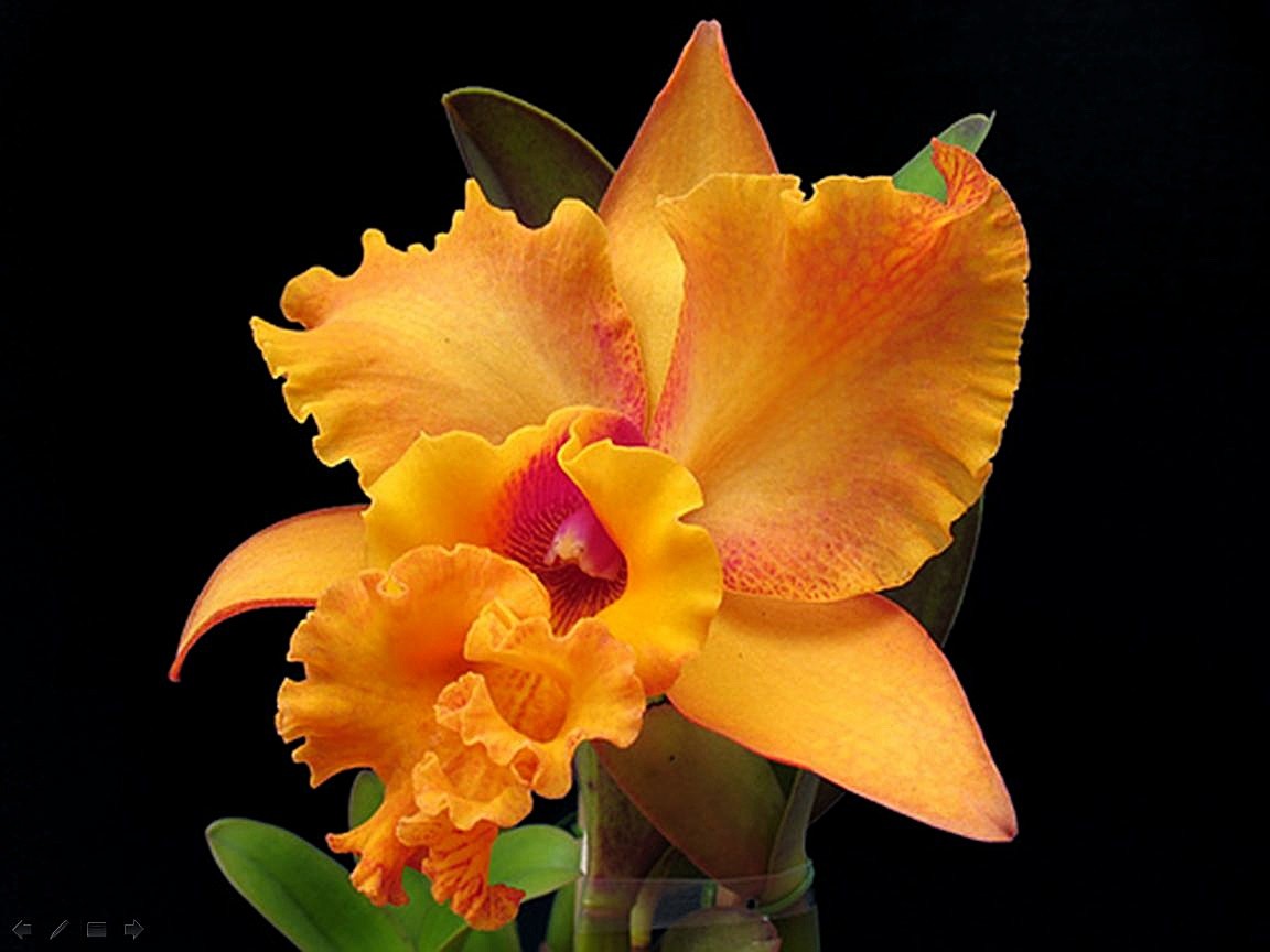 Orchidee