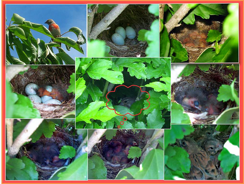 Bluthänflinge und ihre Nestlinge