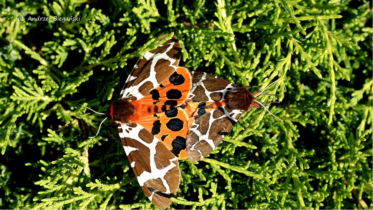 Nacht Schmetterling Kaja