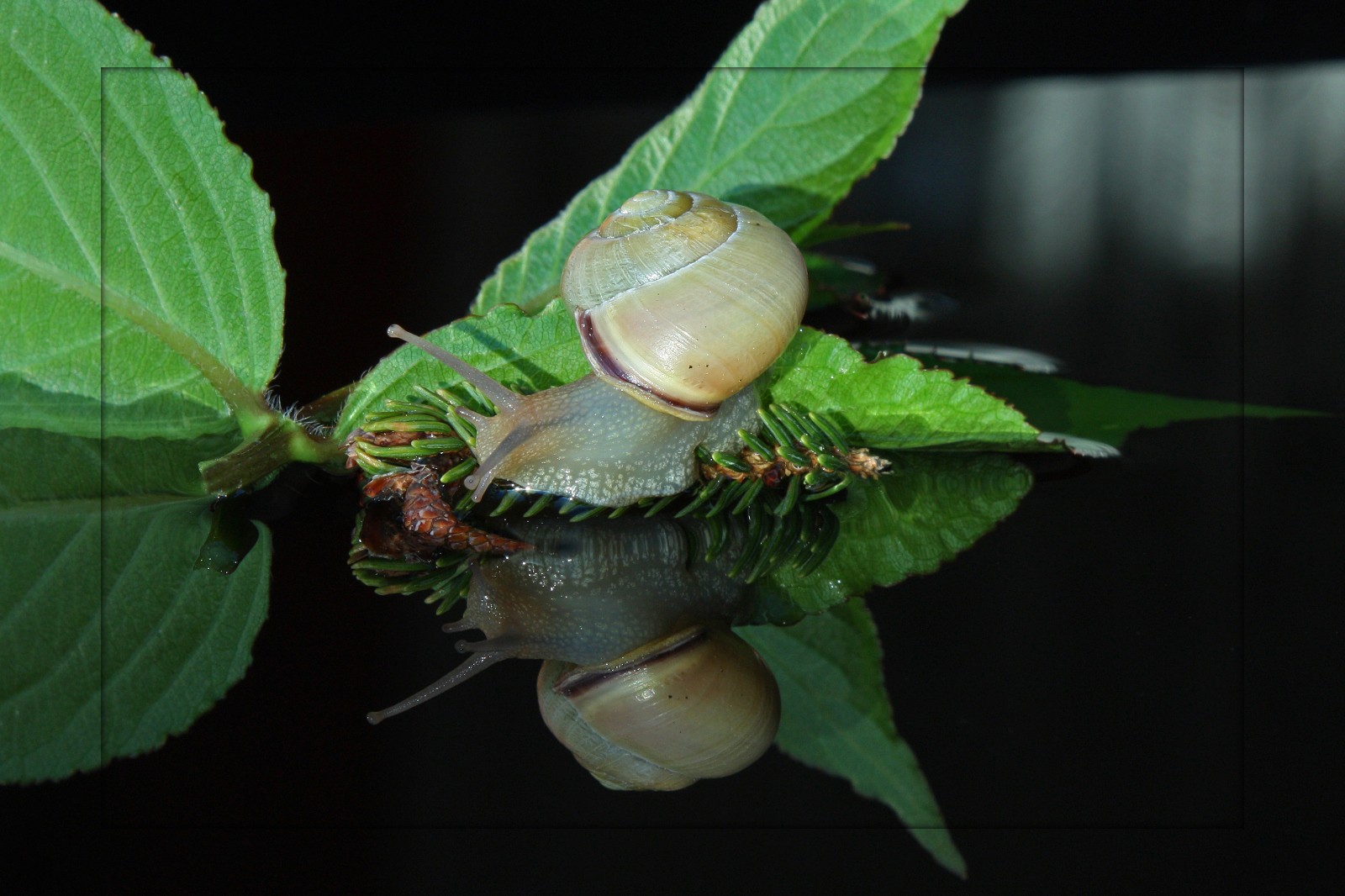 Schnecke