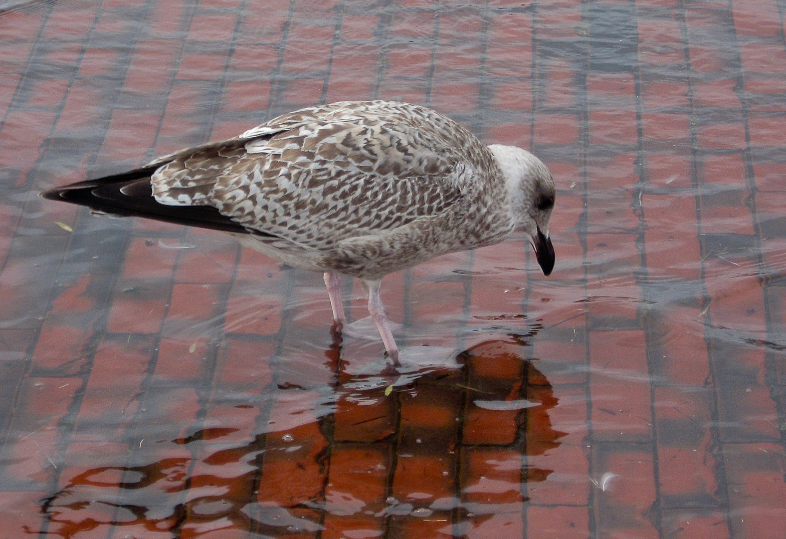 Heidi hat nasse Füße