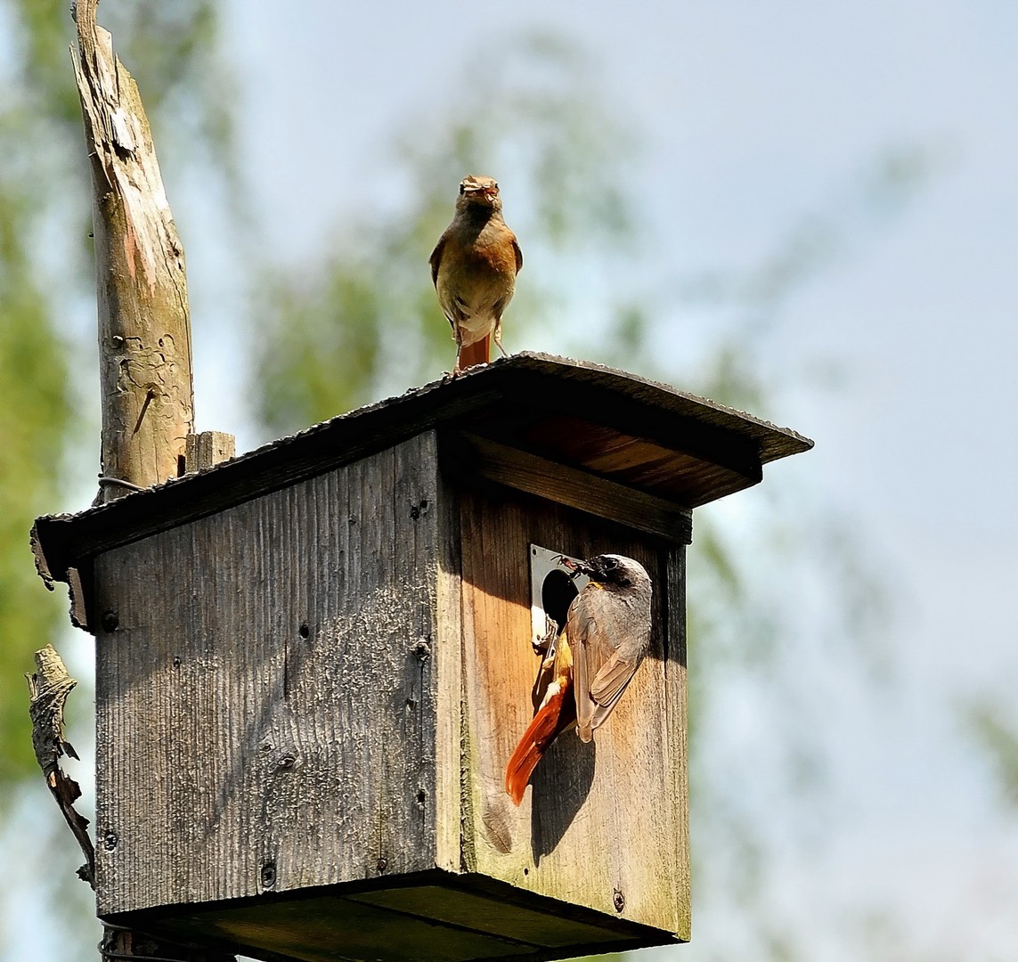 Fütterung der Jungvögel