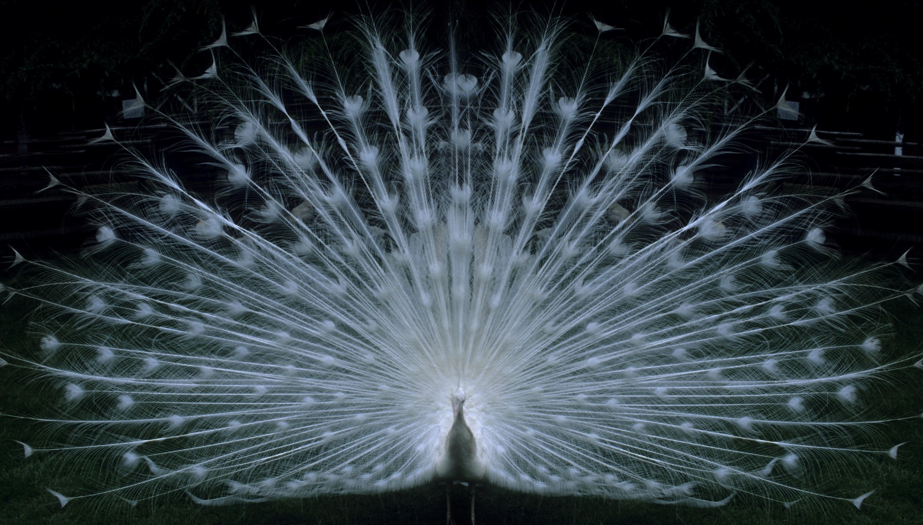 Feuerwerk aus Federn