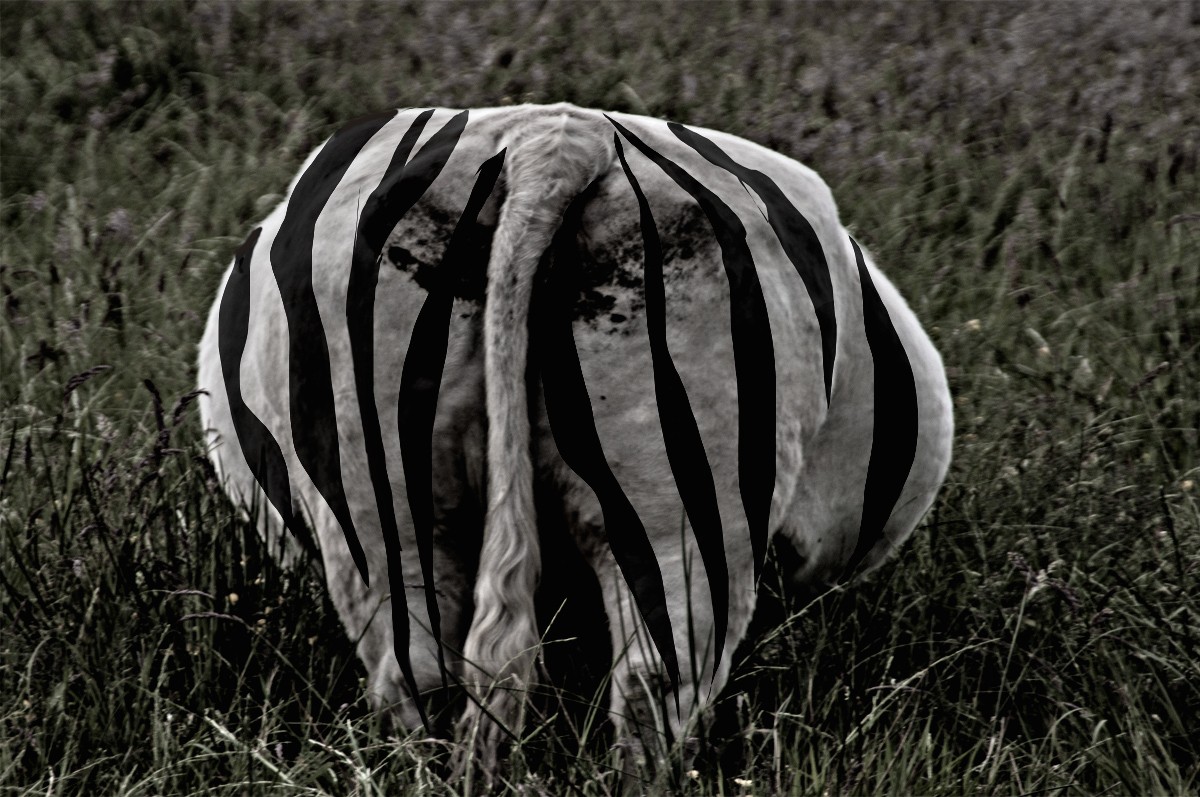 Kuh mal mit Streifen