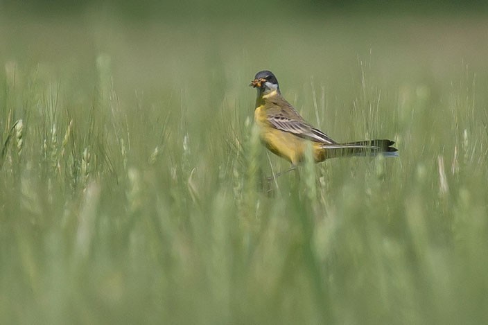 In punta di spiga