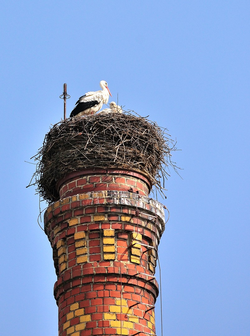 Sie sind wieder da !