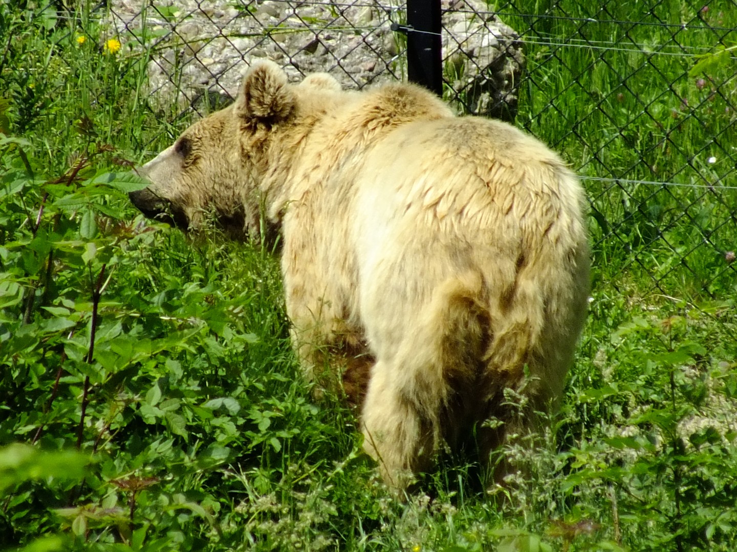 Bär (Tierpark Goldau)