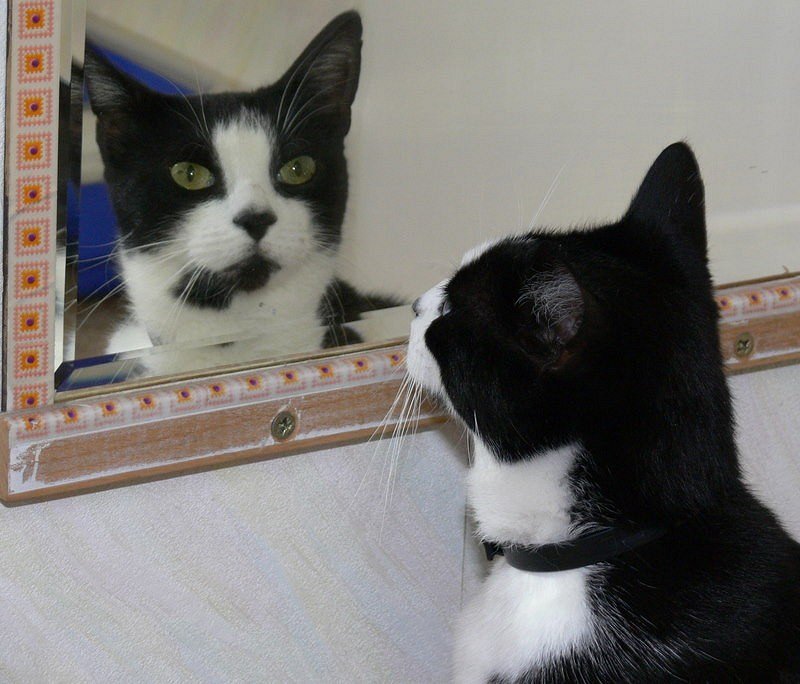 Spieglein-Spieglein an der Wand, wer ist der schönste Kater.....