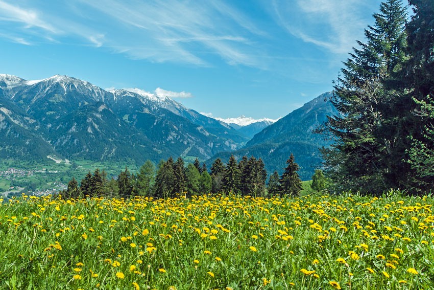 Bergfrühling