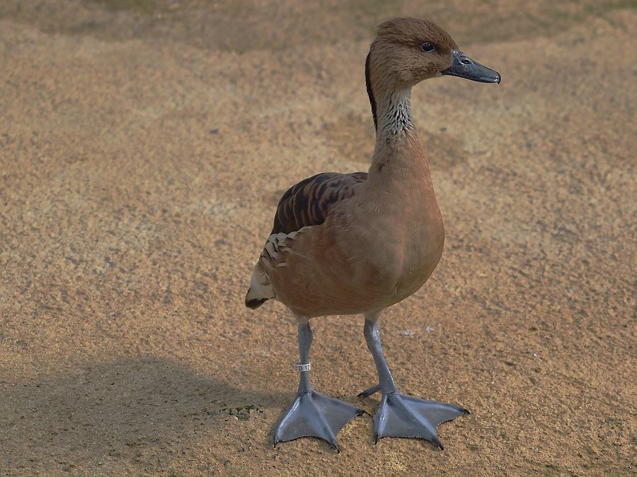 wo sind denn die Anderen ?