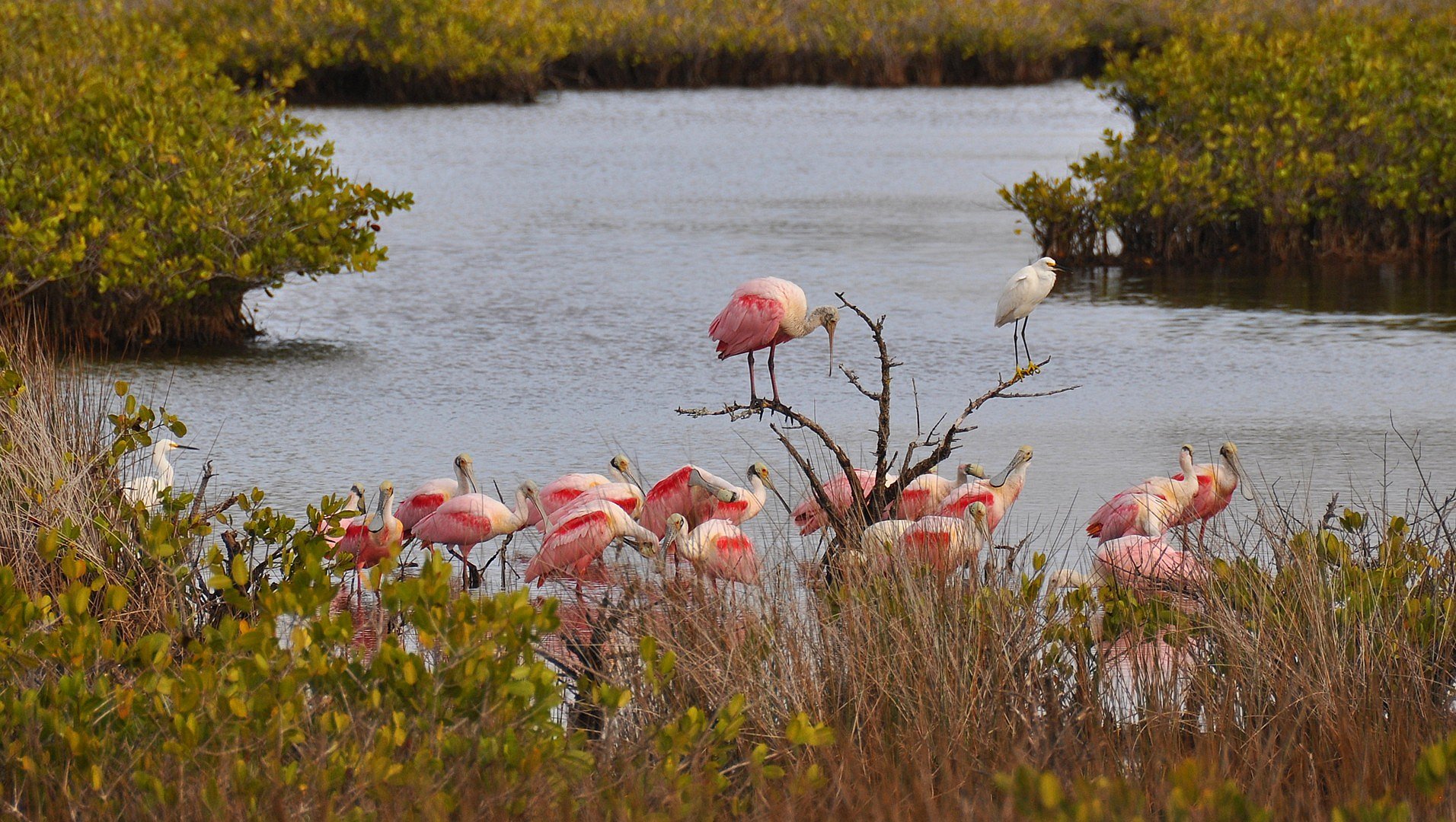 Flock of Roseate Spoonbill