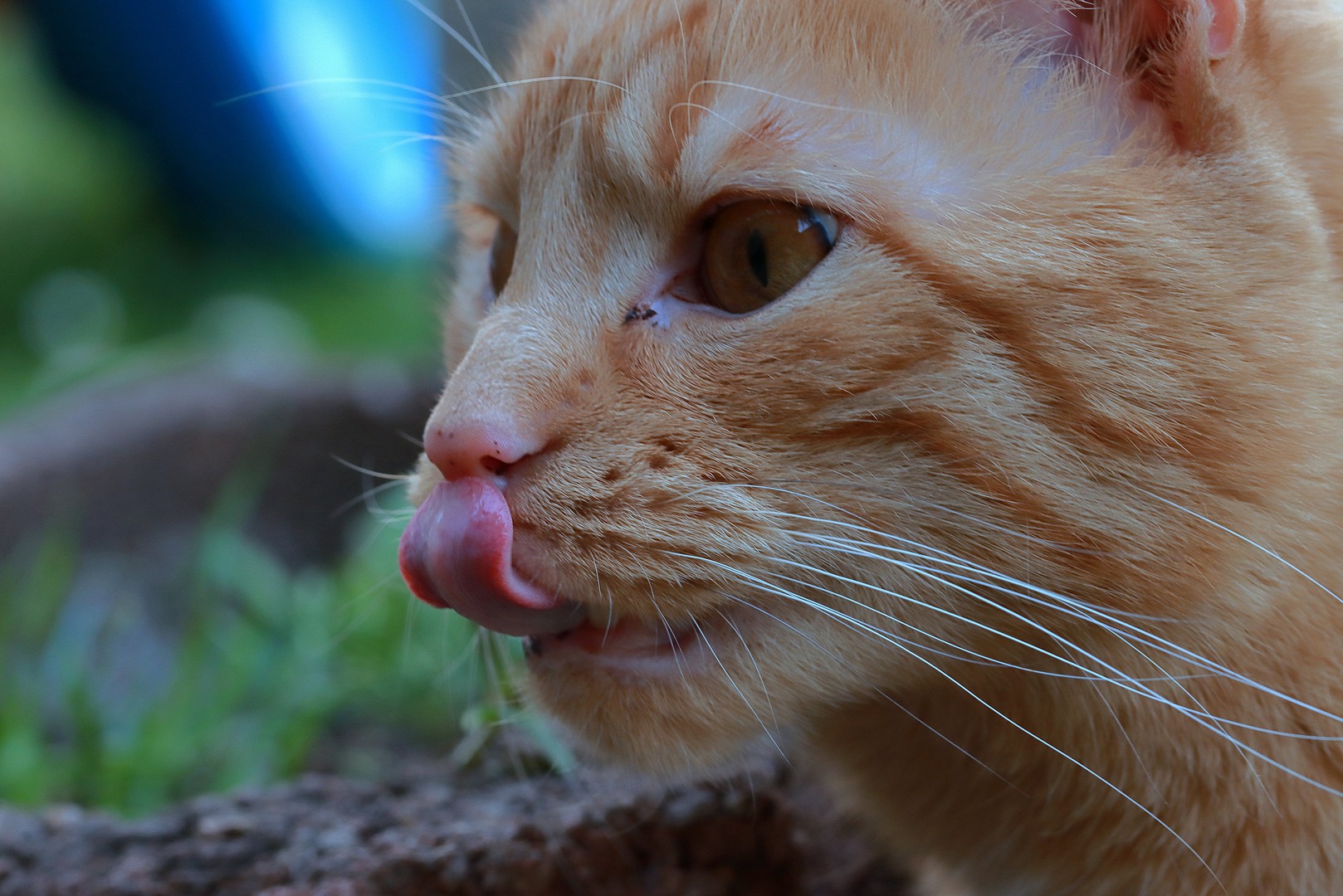 Lecker