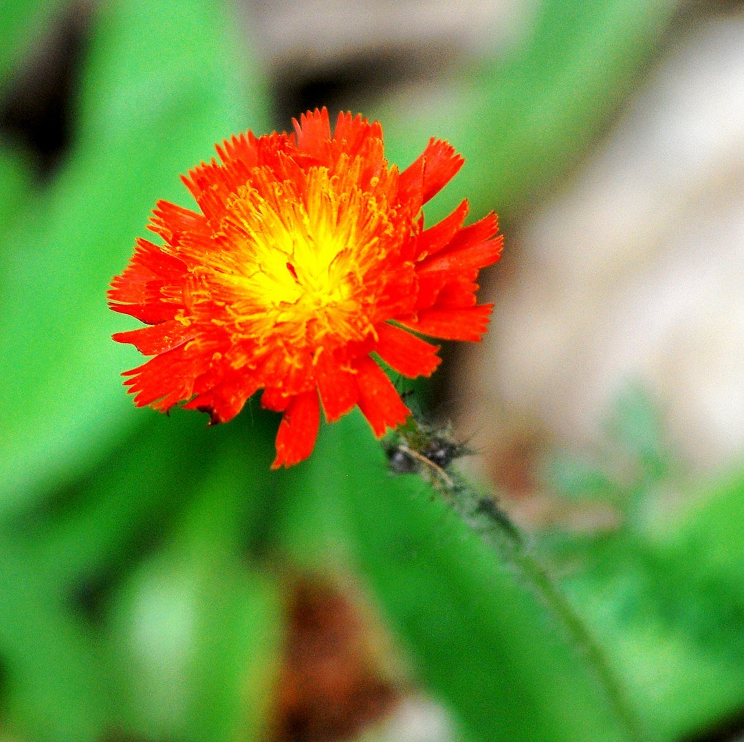 Bloem