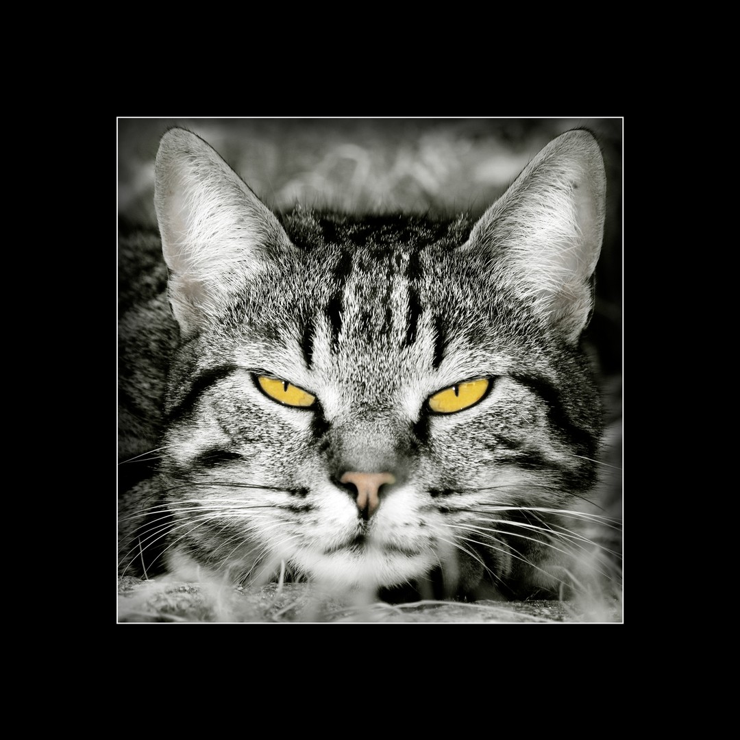 dozer cat
