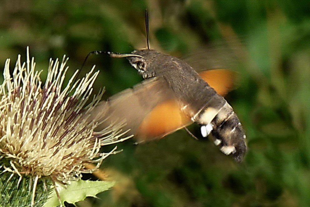 Taubenschwänzchen