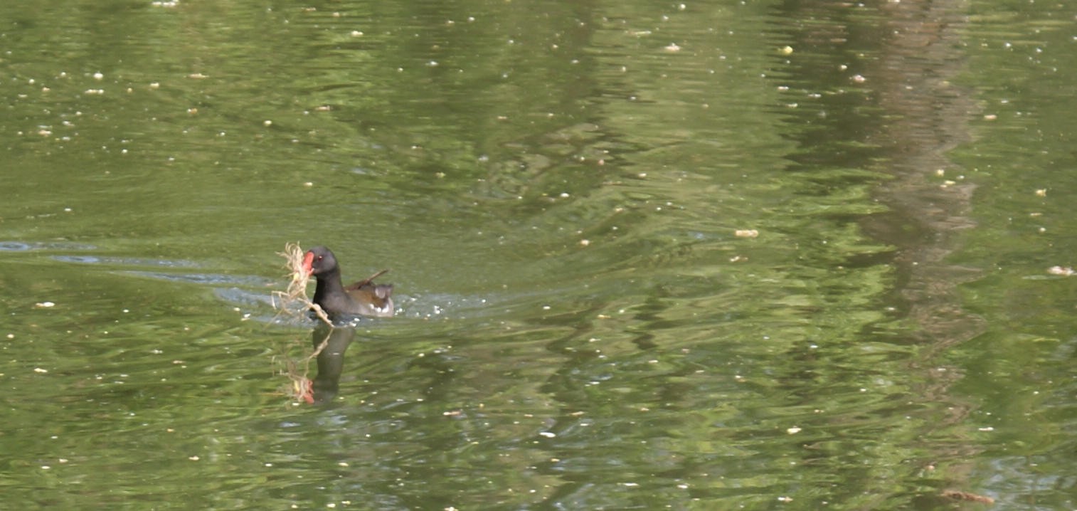 Schnell zum Nest