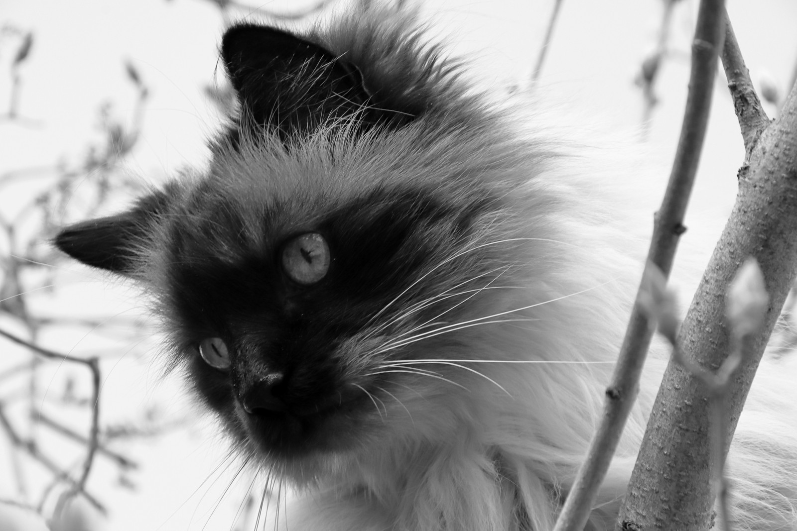 Kater Felix 1