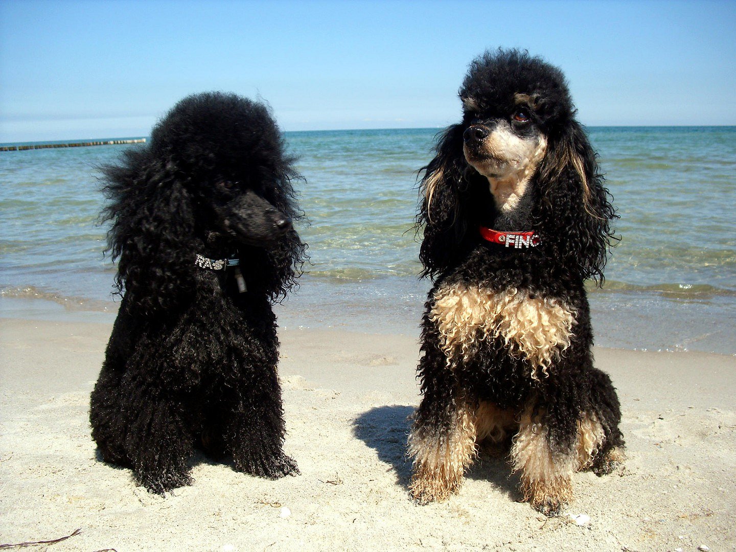 ''Seehunde''