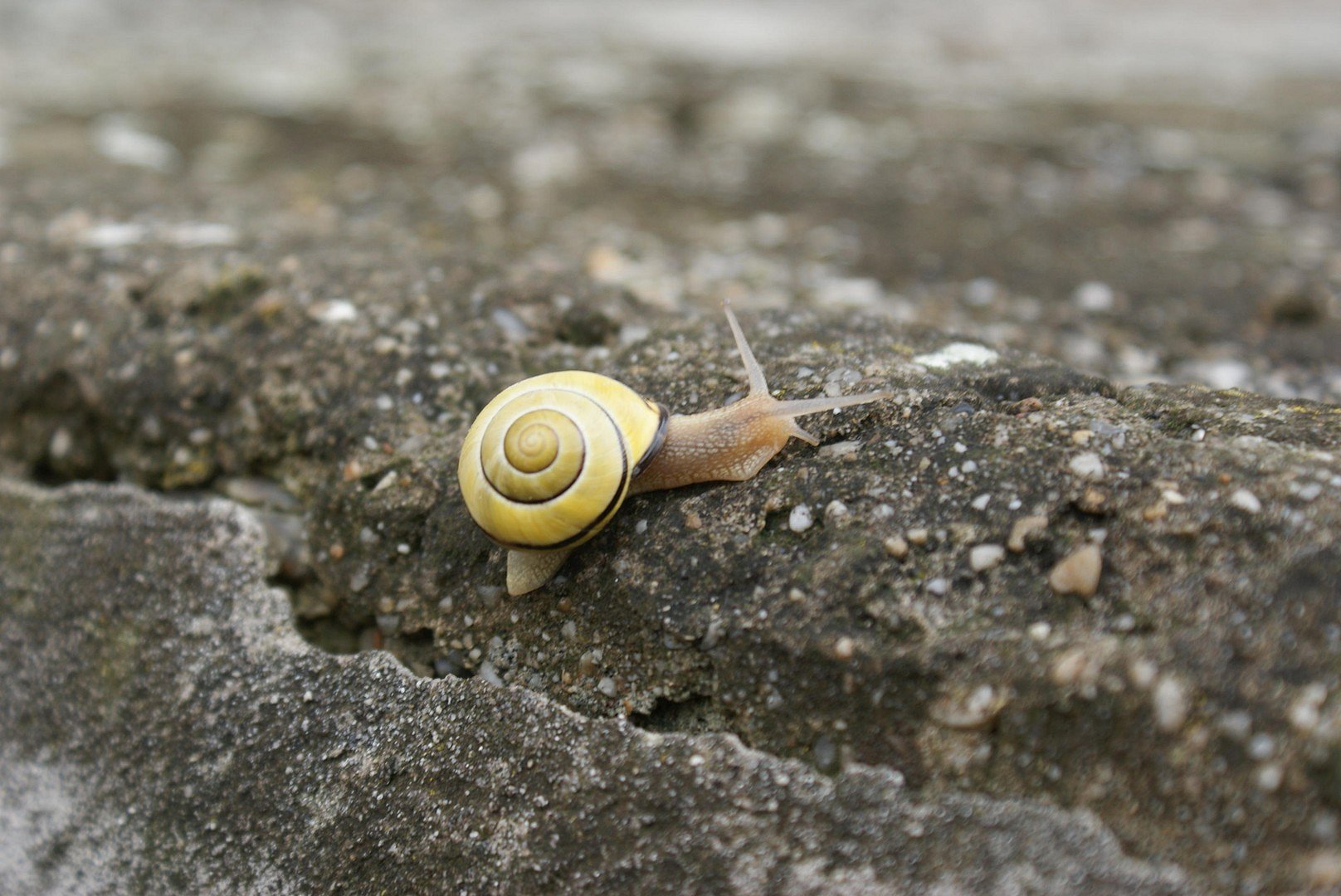 Schnecke