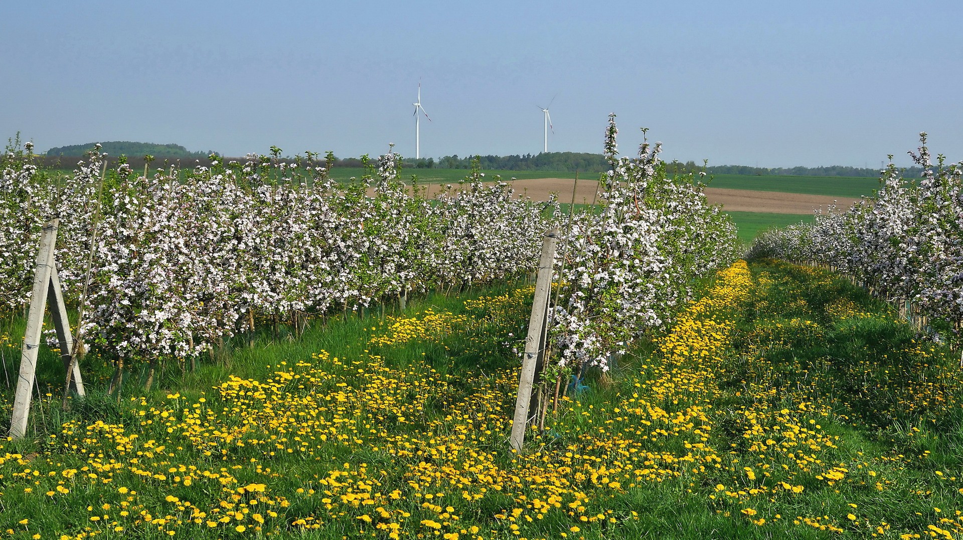 Apfelblüte im Obstbau
