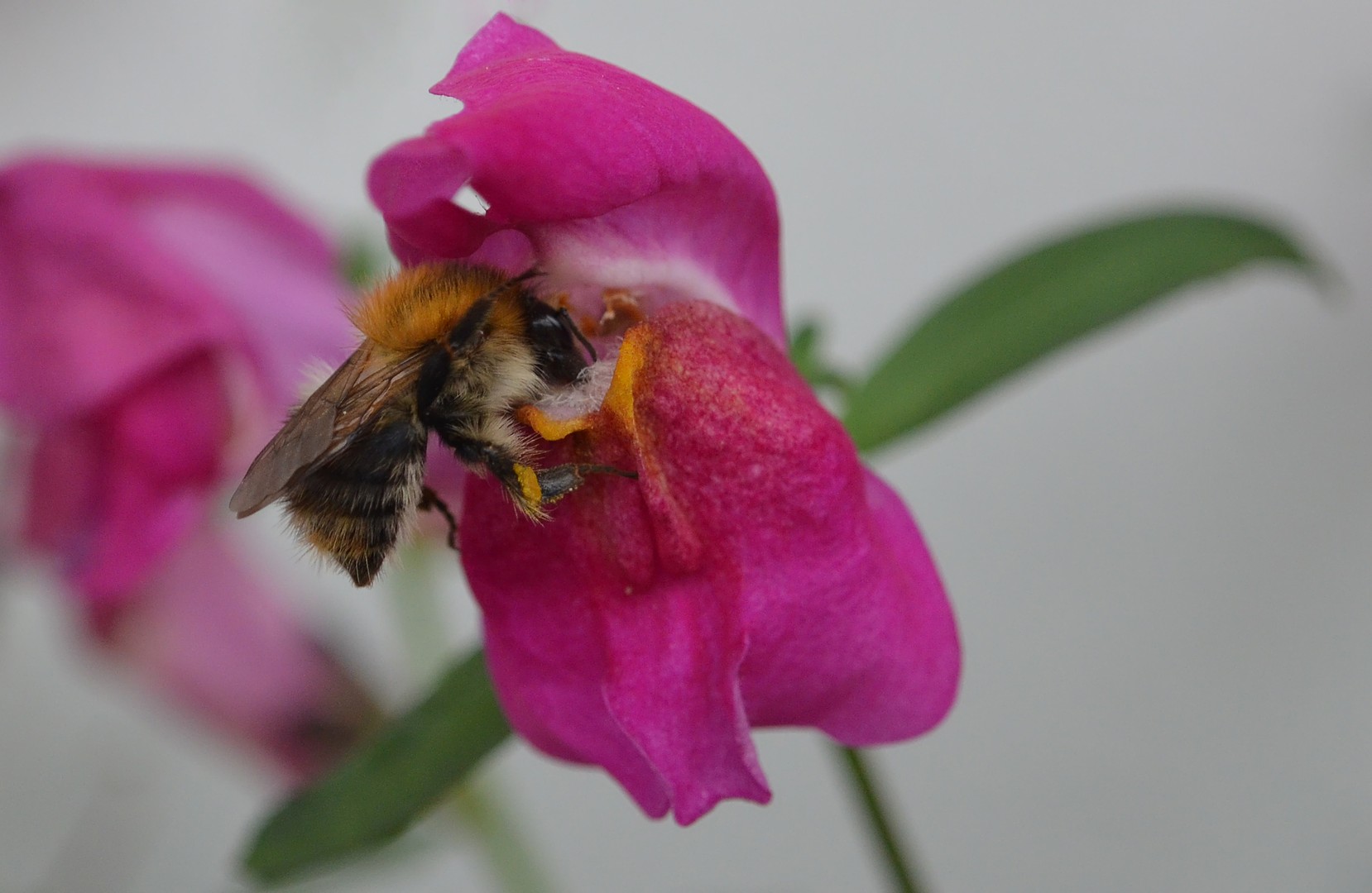 Fleißige Hummel