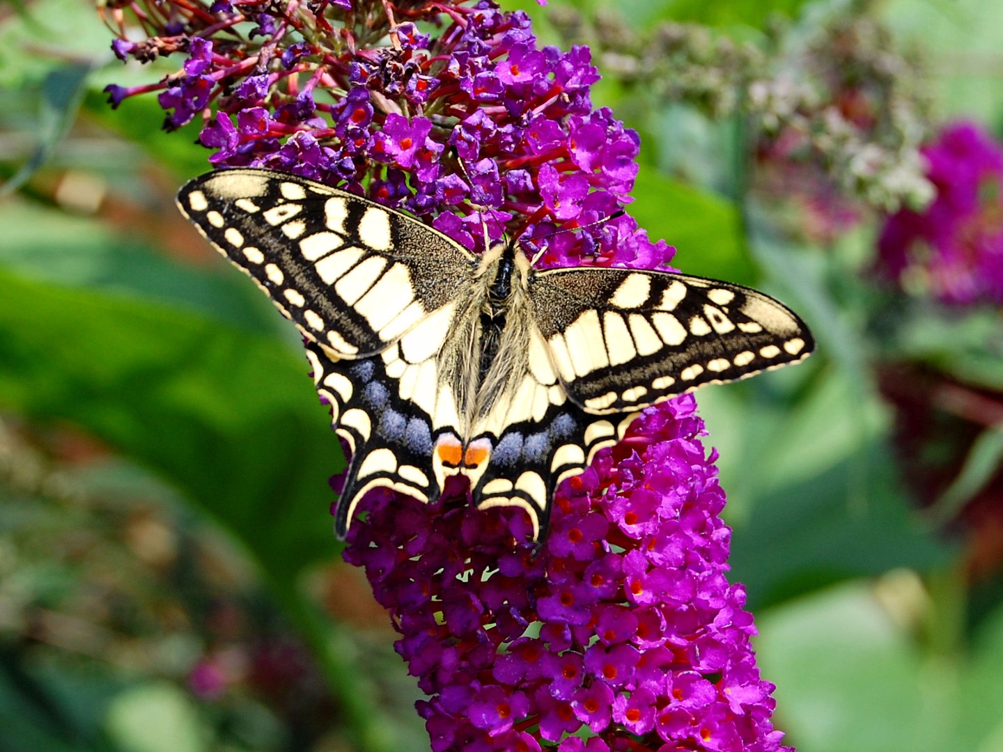 Schmetterling
