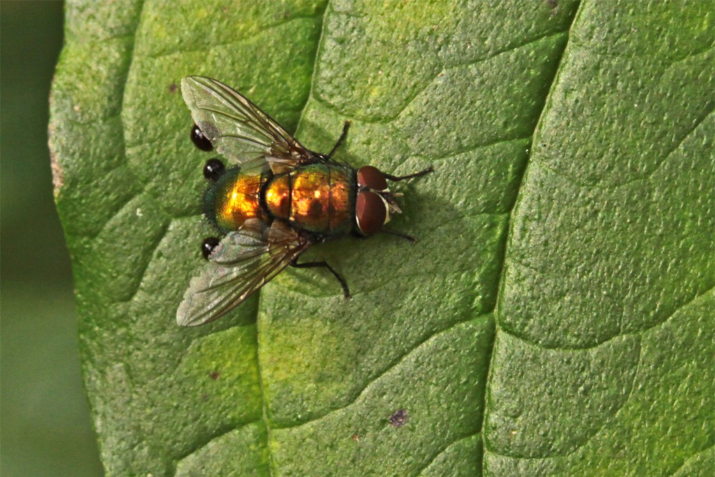 Goldfliege mit Eier