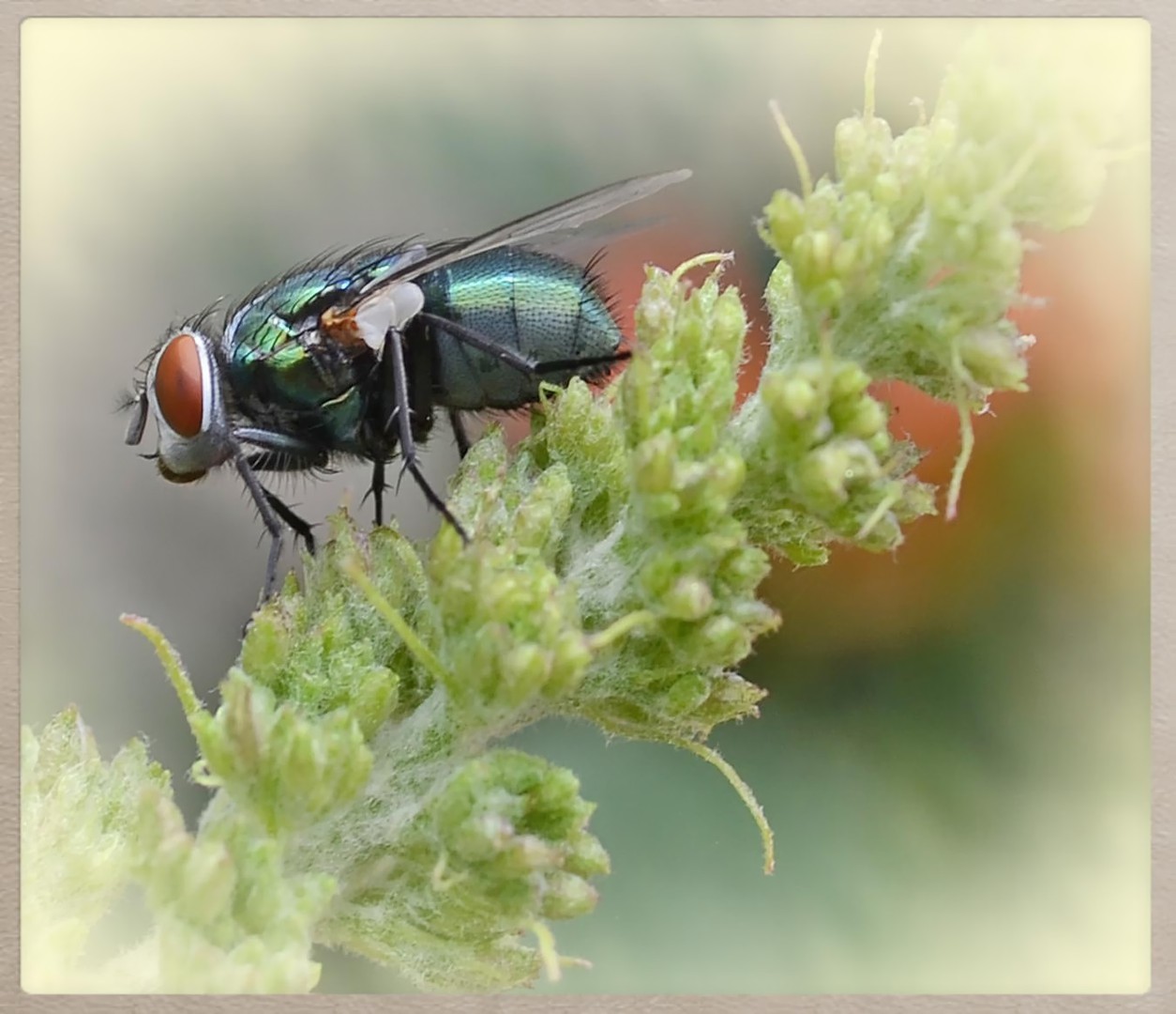 Fliege