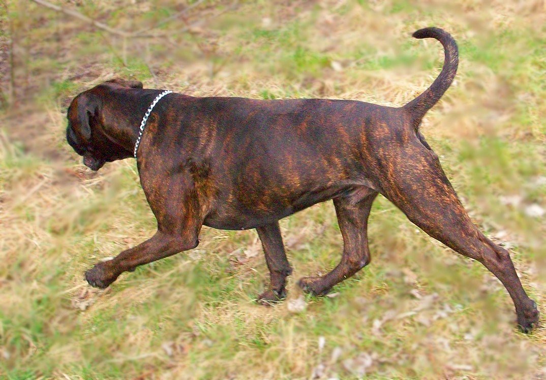 Gangbewegungen des Boxerrüden Amigo