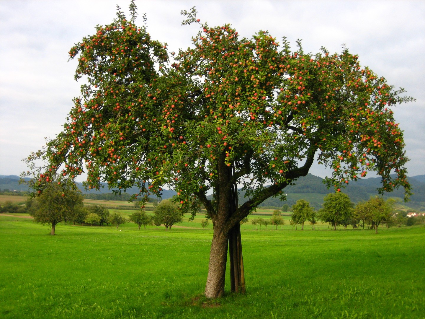 Ein Apfelbaum