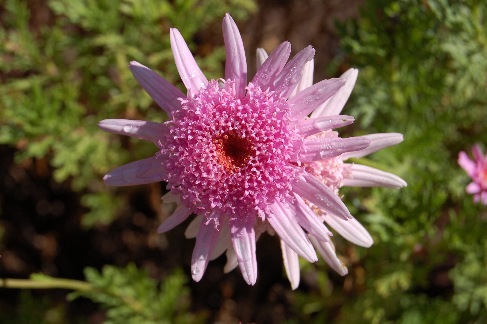  Fleur rose