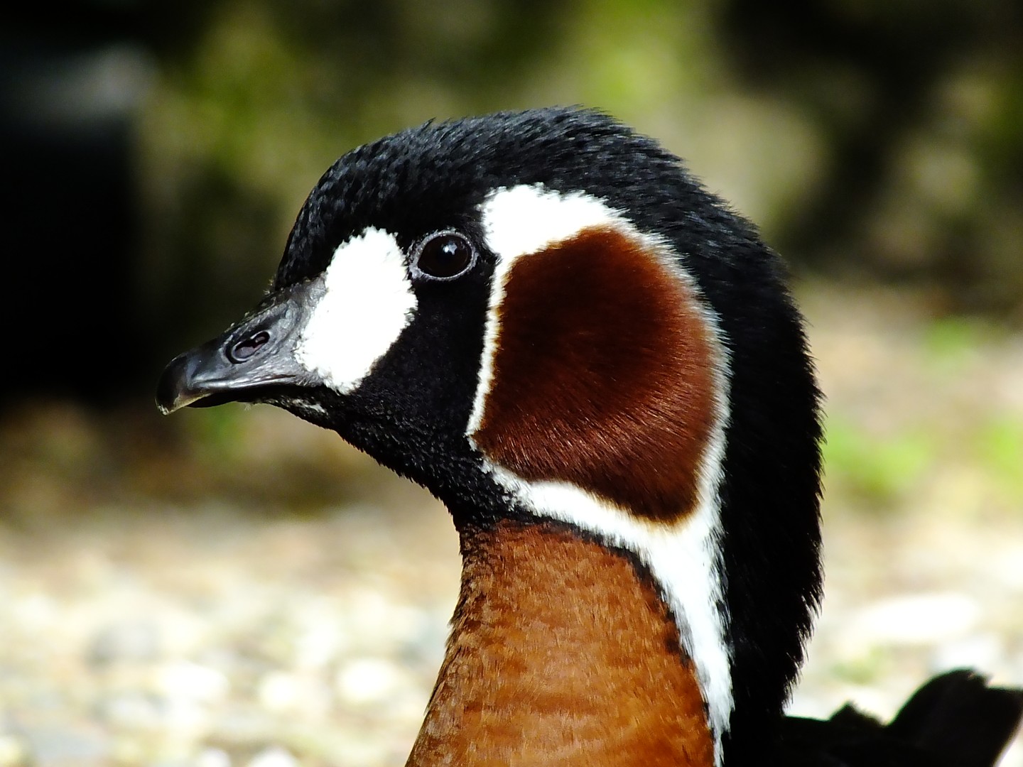 Ente (Tierpark Goldau)