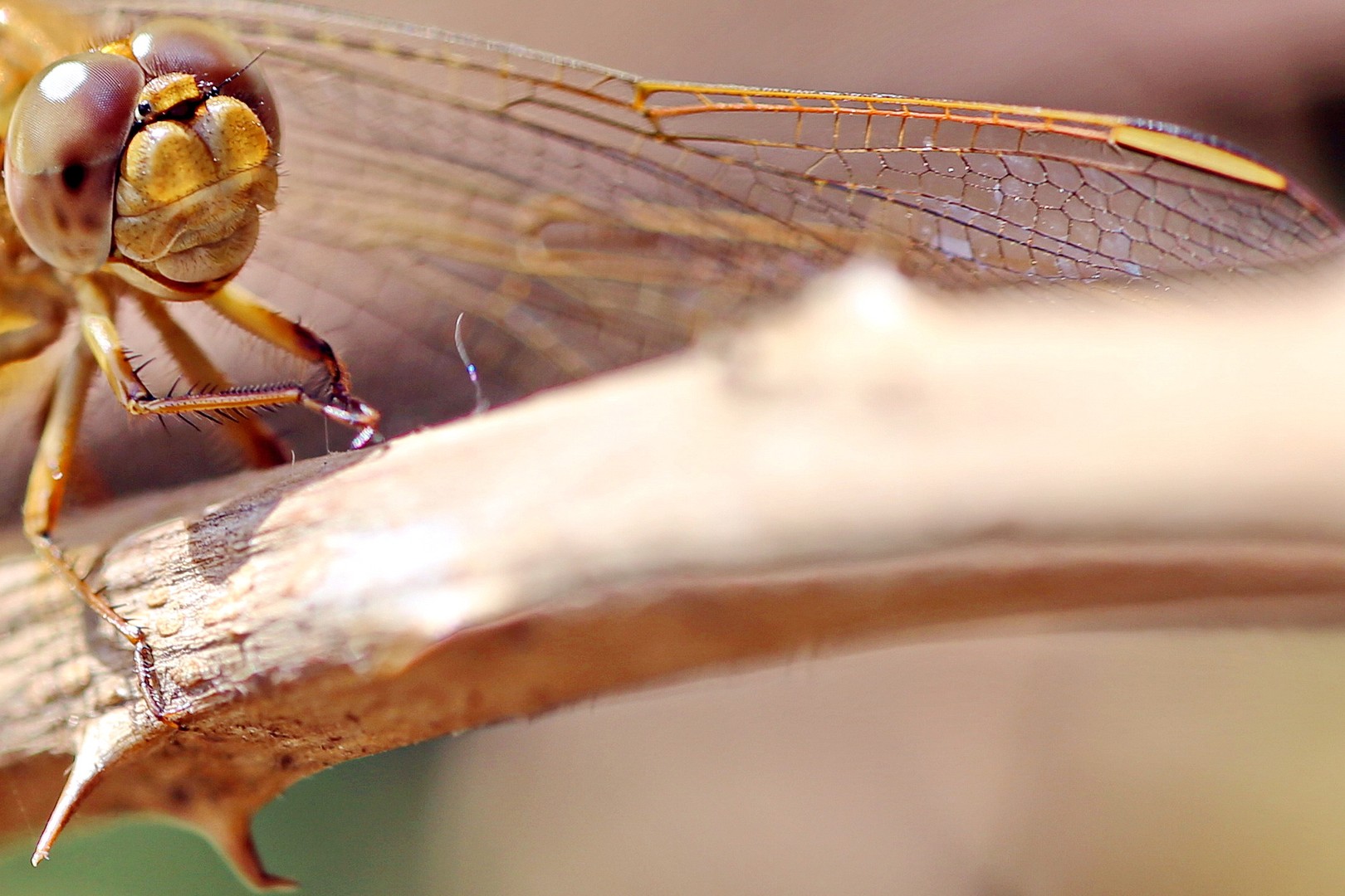 Libelle